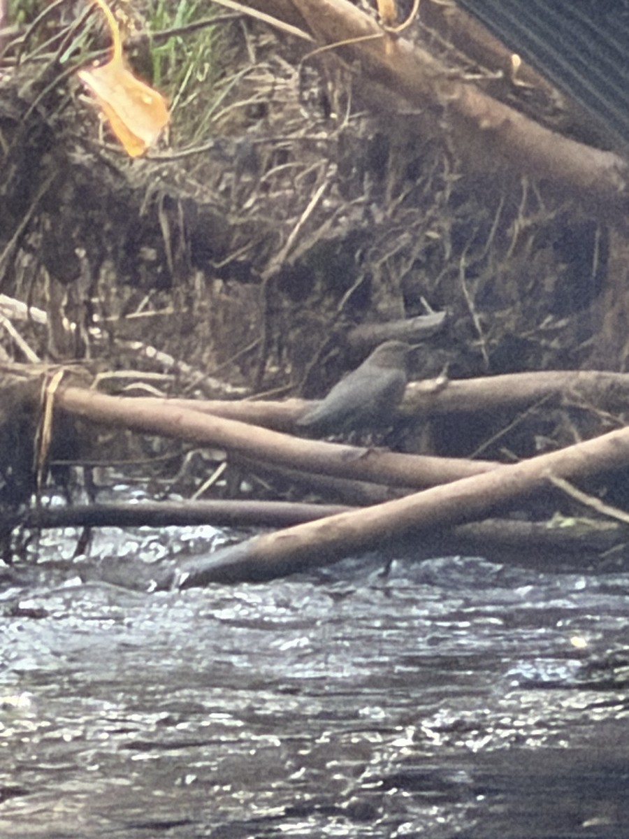 American Dipper - ML647506549