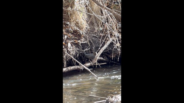 American Dipper - ML647506550