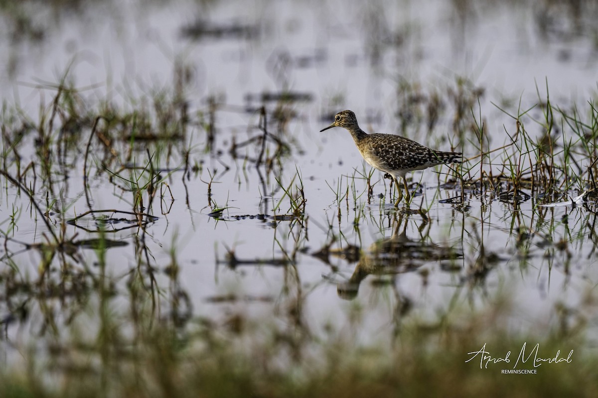 Wood Sandpiper - ML647506558