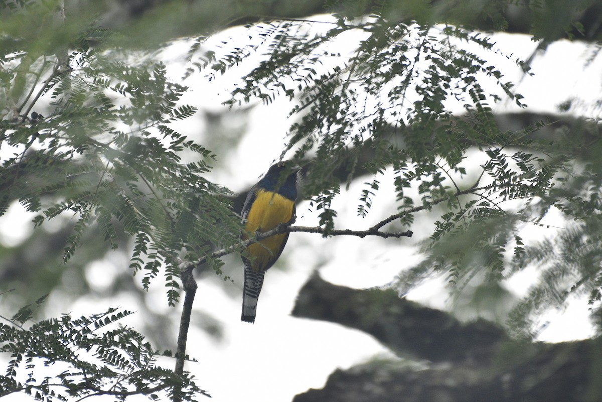 Mor Trogon - ML647506565