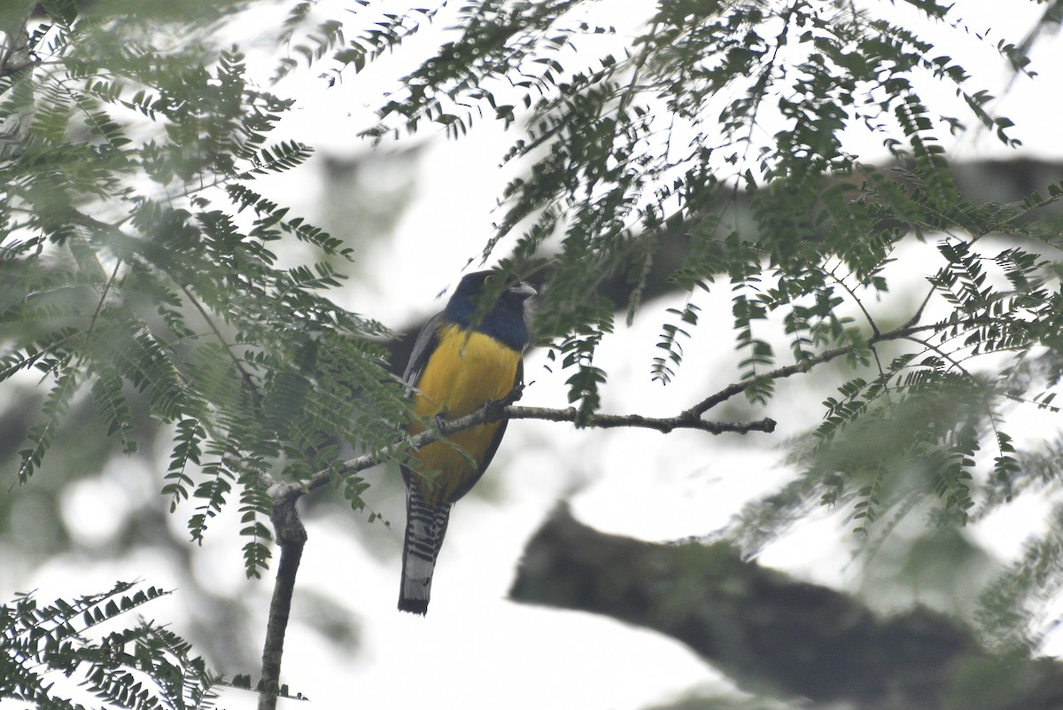 Mor Trogon - ML647506574