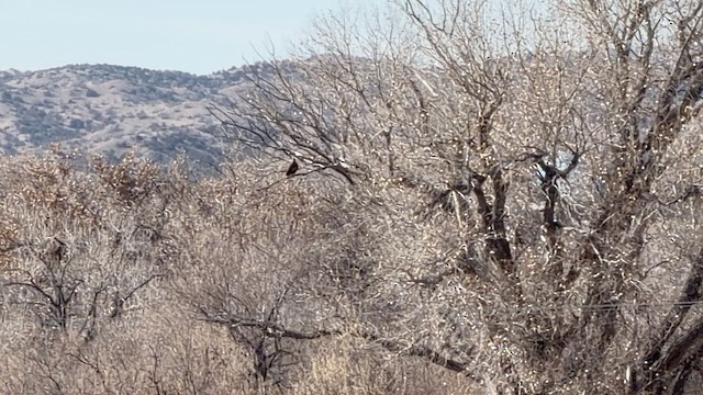 Белоголовый орлан - ML647506582