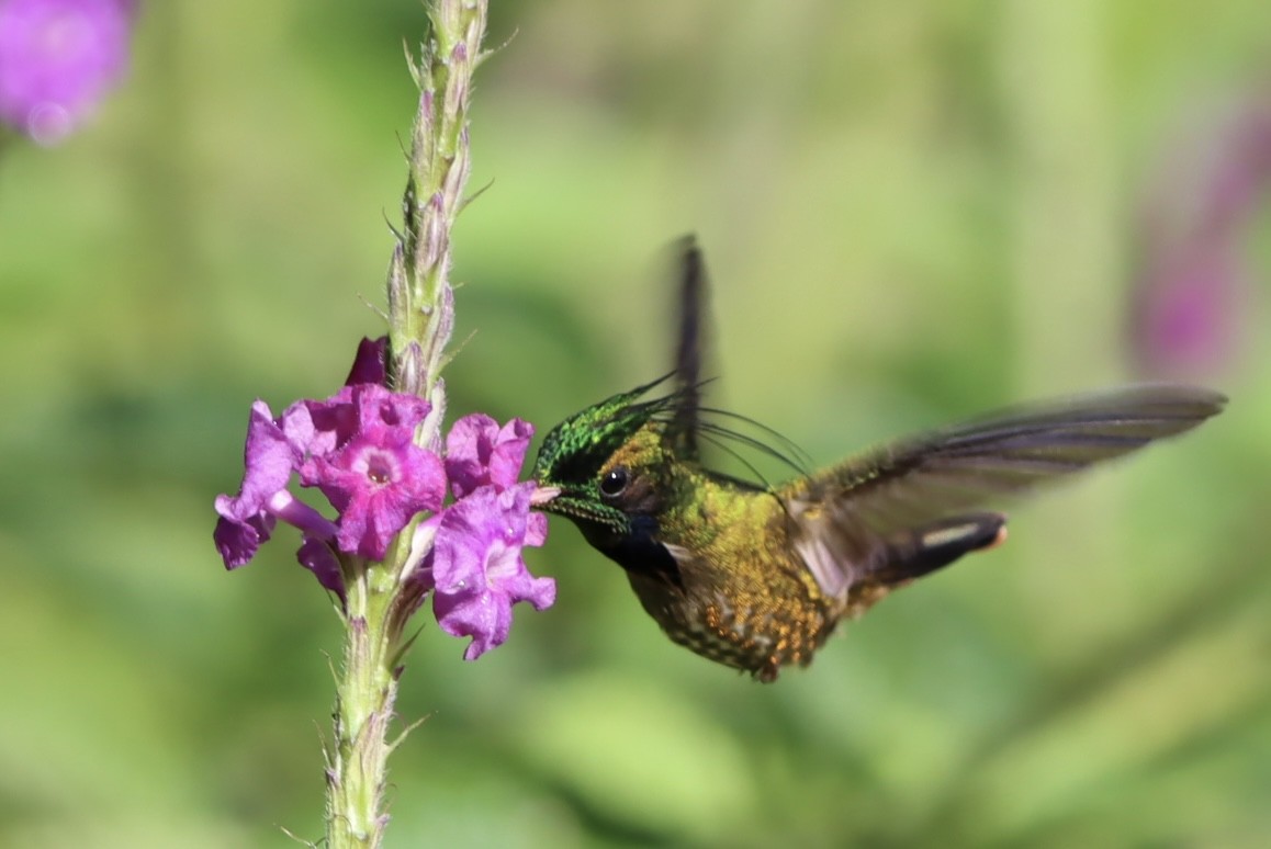Black-crested Coquette - ML647506594