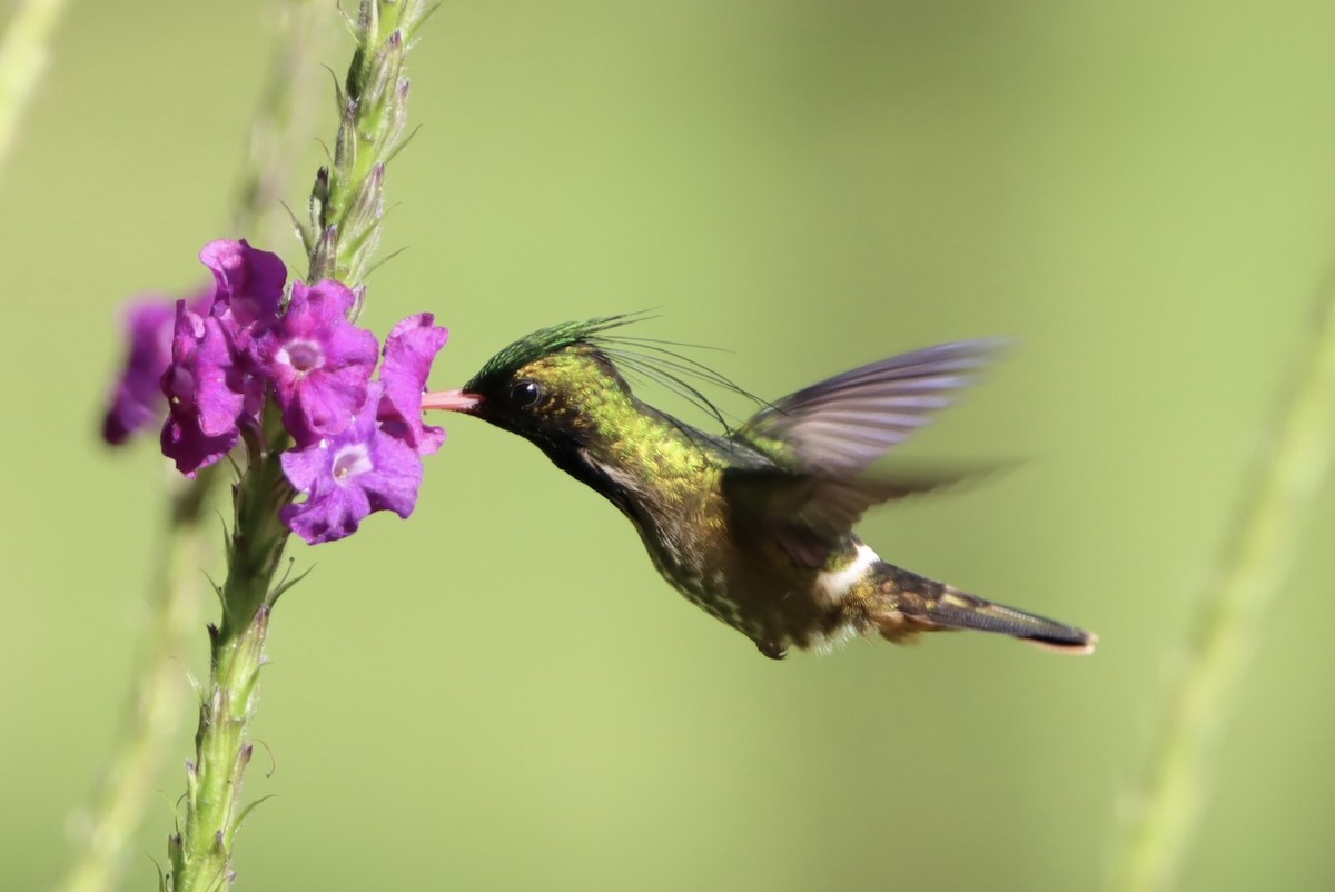 Black-crested Coquette - ML647506595