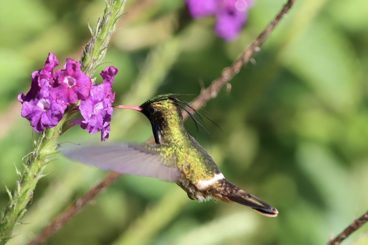 Black-crested Coquette - ML647506596