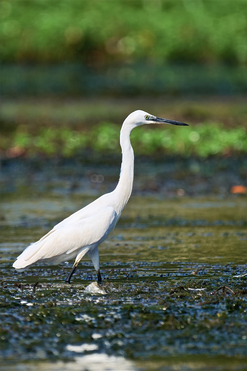Little Egret - ML647506602