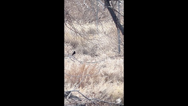 Чёрный фиби - ML647506622