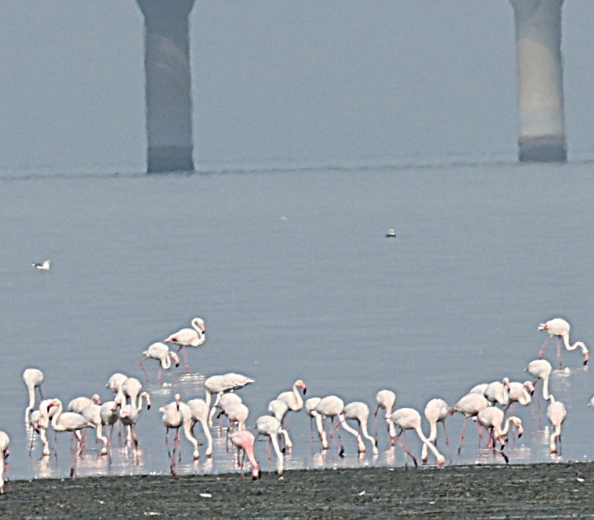 Zwergflamingo - ML647506626