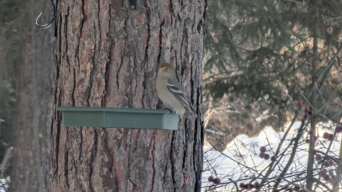 Pinu-gailupa - ML647506635