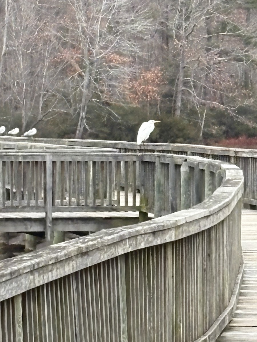Great Egret - ML647506649