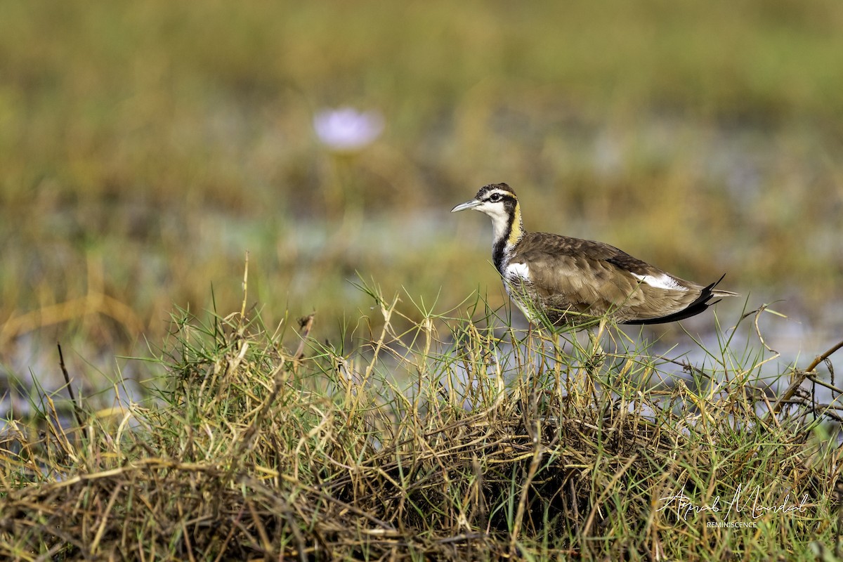 Jacana à longue queue - ML647506664
