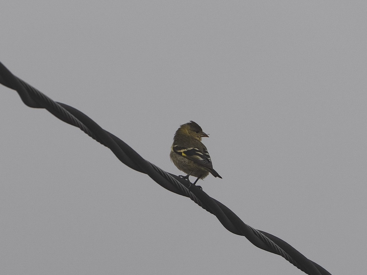 Чиж андський - ML647506674