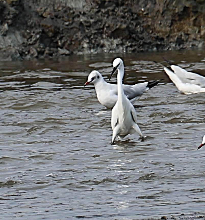 Чепура мала - ML647506676