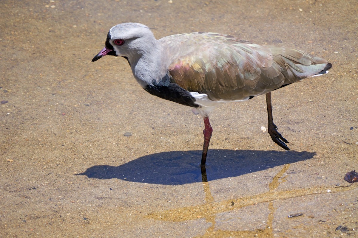 Чайка чилійська - ML647506677