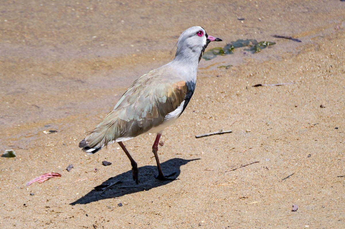 Чайка чилійська - ML647506678