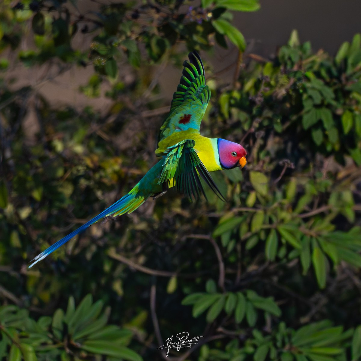 Папужець фіолетовоголовий - ML647506685