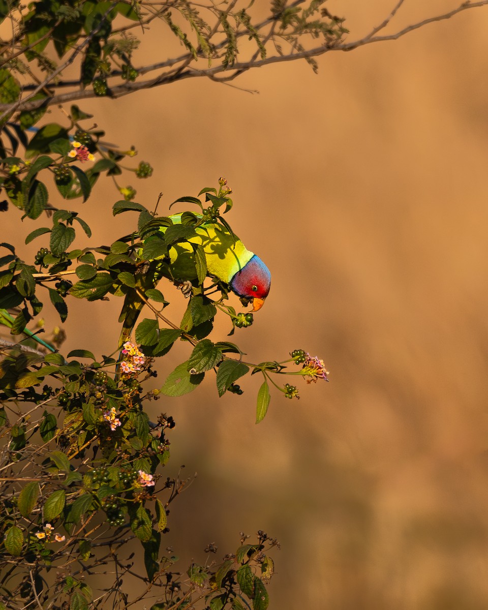 Папужець фіолетовоголовий - ML647506686