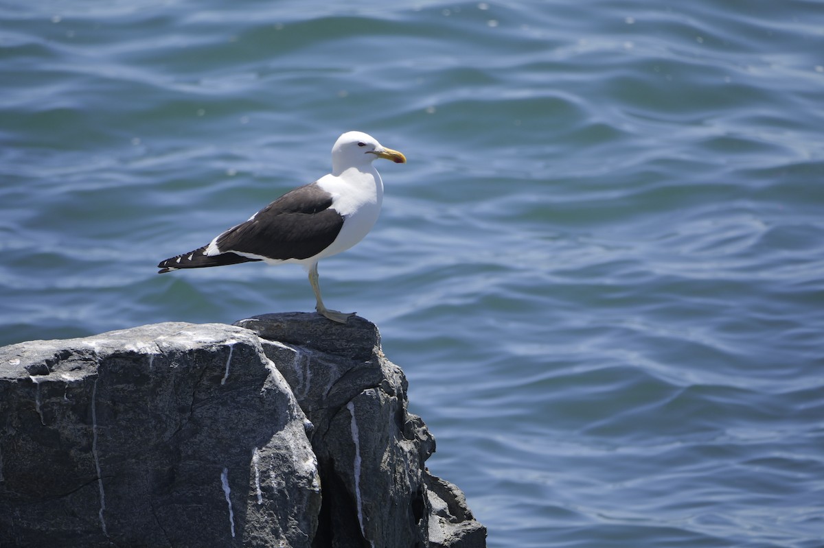 Мартин домініканський - ML647506688