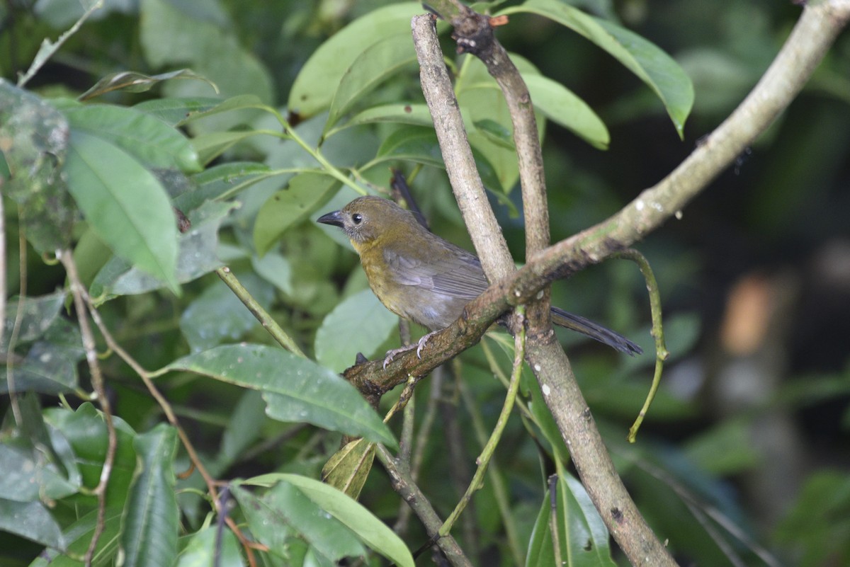 Габія червоногорла - ML647506689