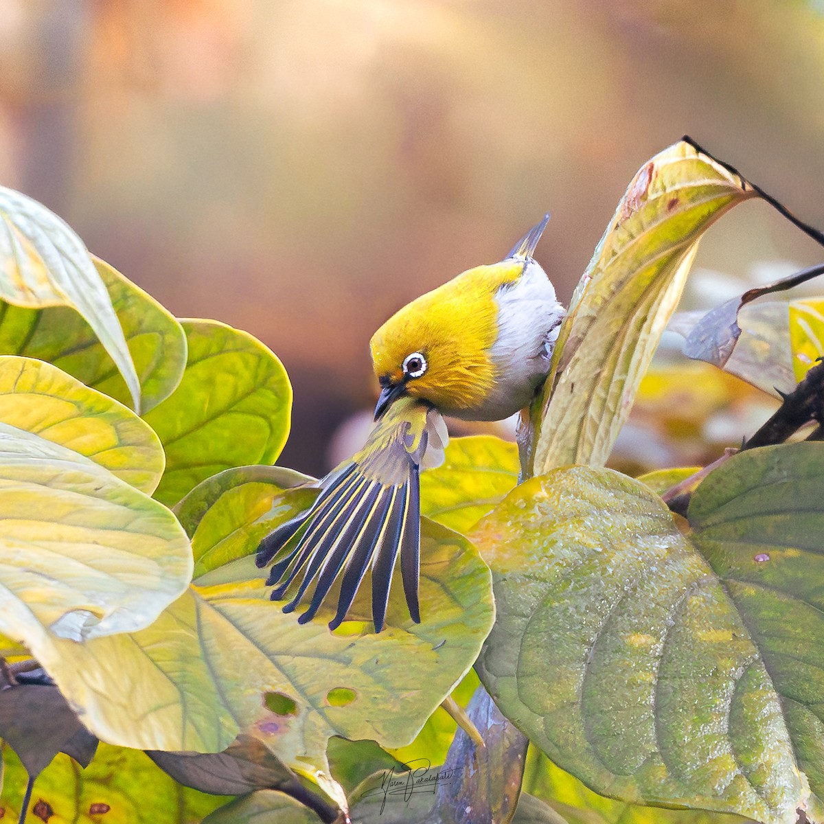 Окулярник південний - ML647506690