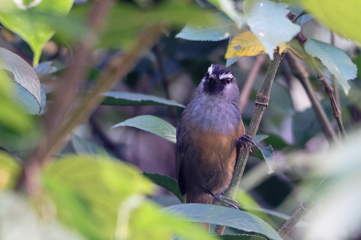 Чагарниця сіровола - ML647506692
