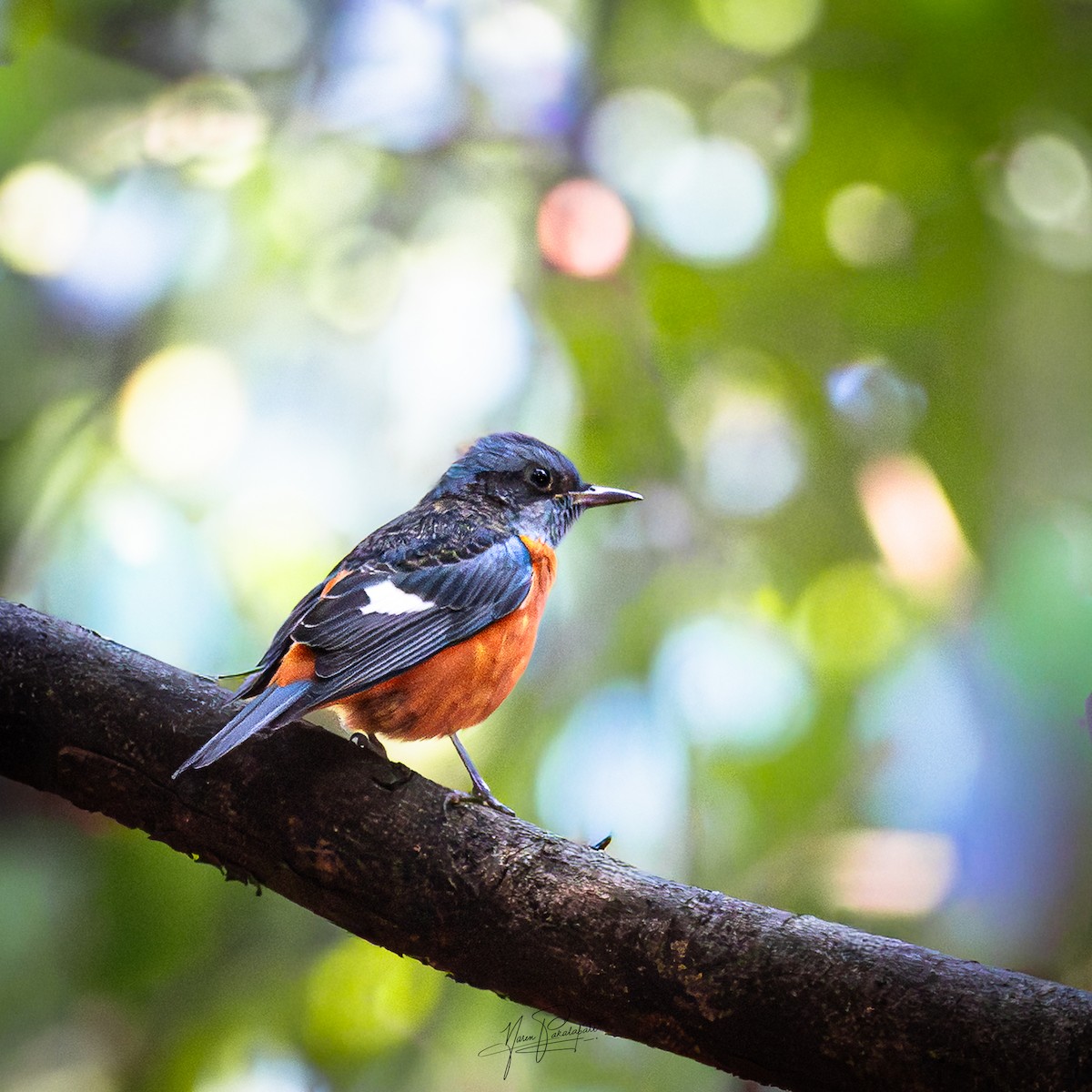 Скеляр білокрилий - ML647506693