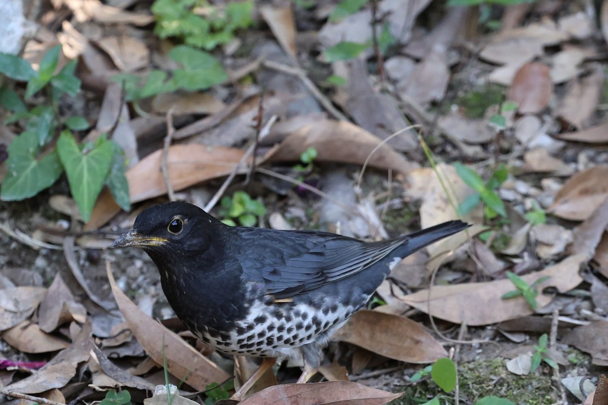 Дрізд білочеревий - ML647506697