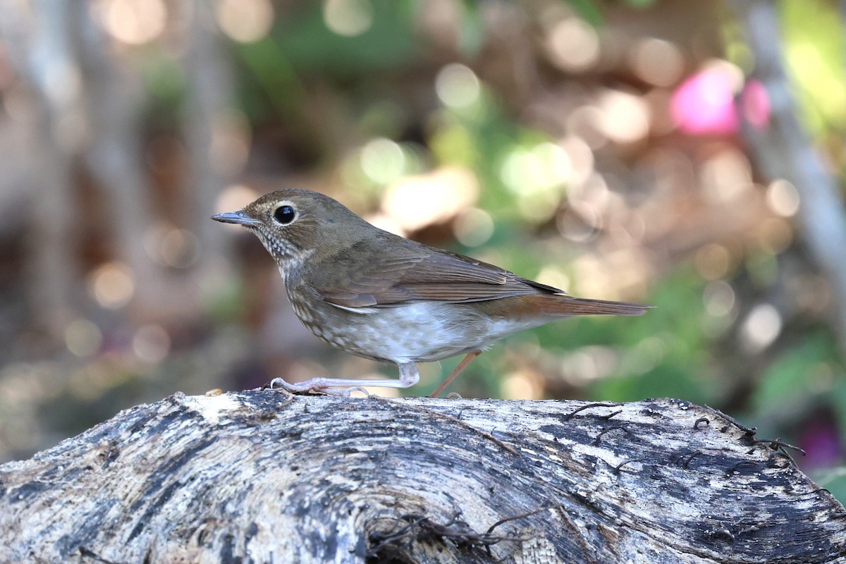 Соловейко-свистун - ML647506698