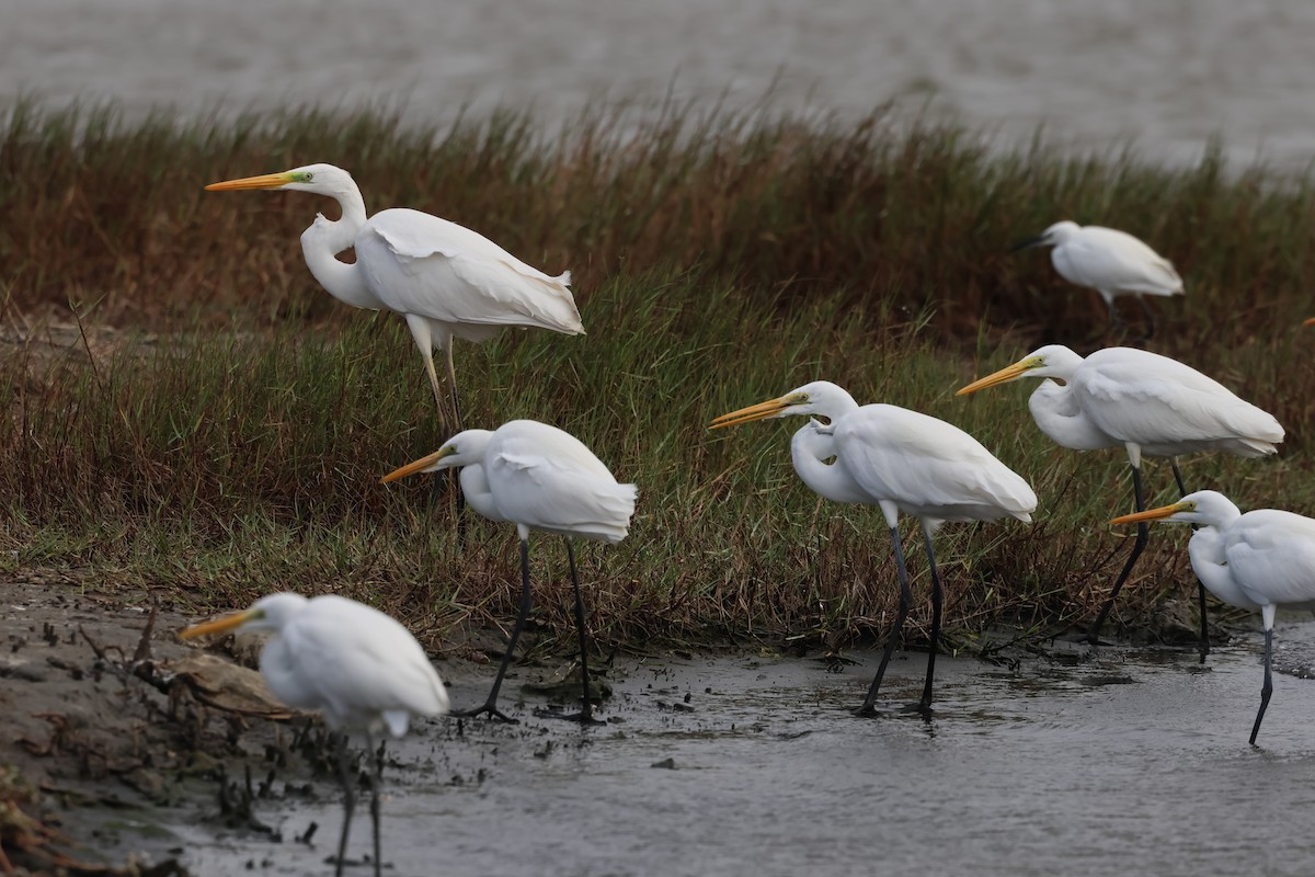 Чепура велика (підвид alba) - ML647506700