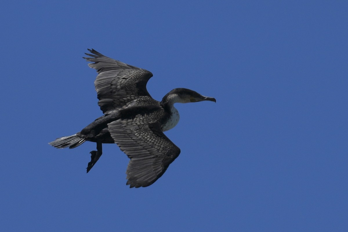 Баклан великий - ML647506701