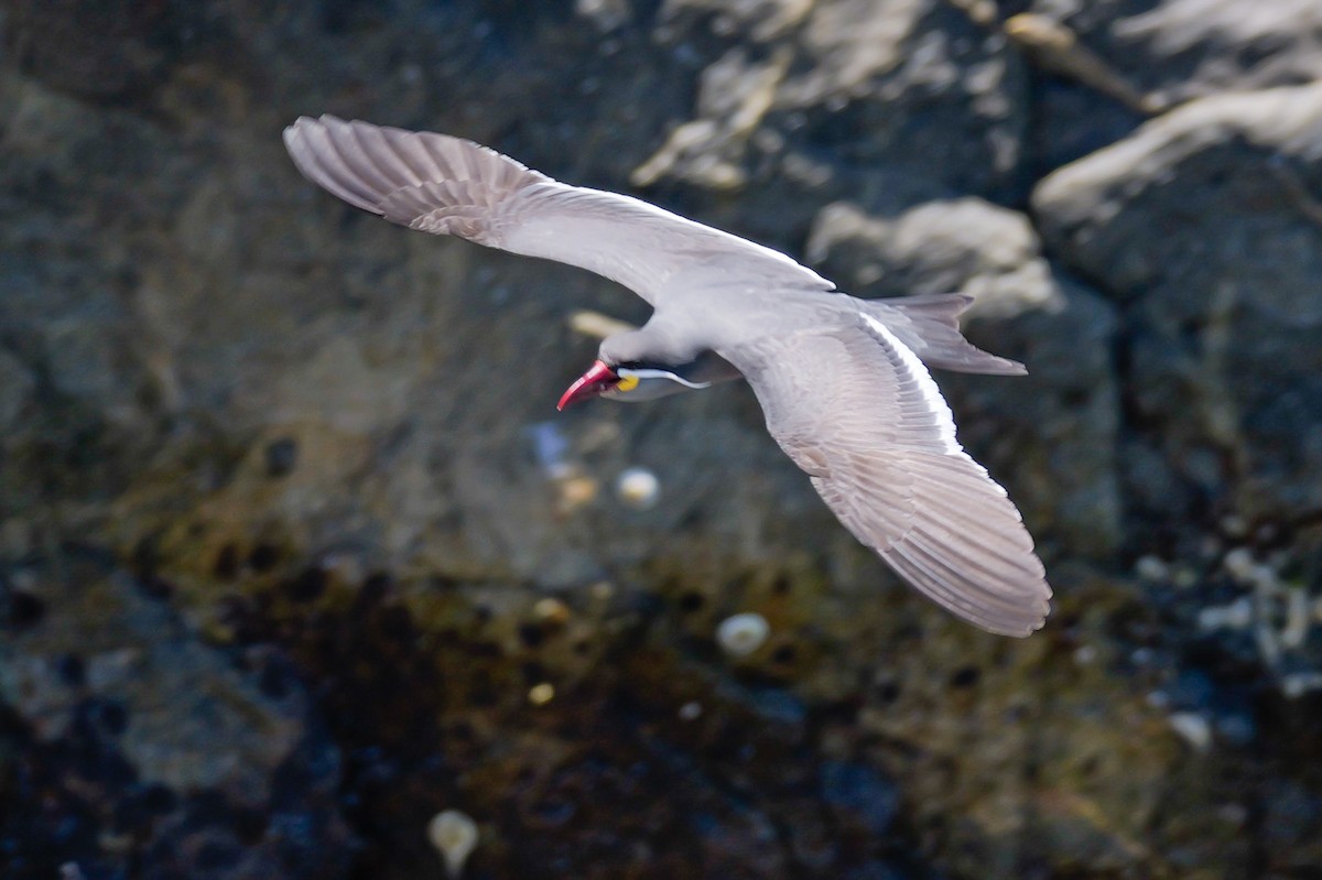 Крячок-інка - ML647506702