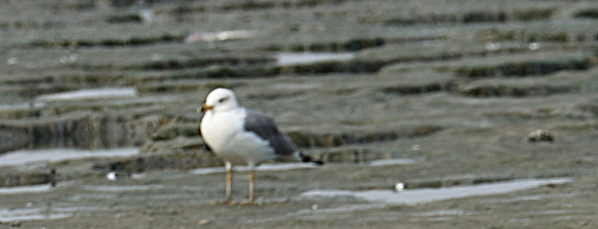 Мартин севанський - ML647506703