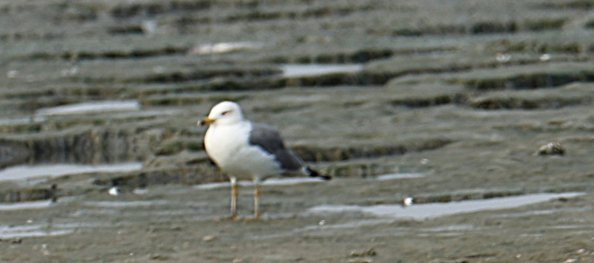 Мартин севанський - ML647506704