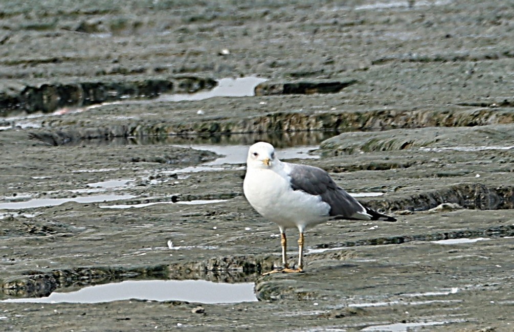 Мартин севанський - ML647506705