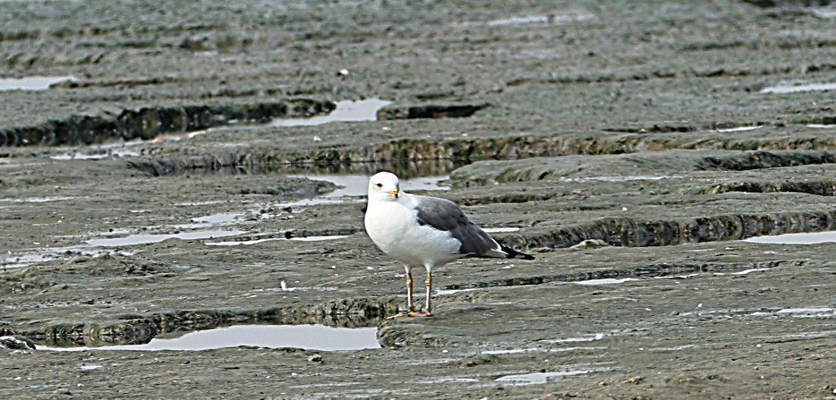 Мартин севанський - ML647506706