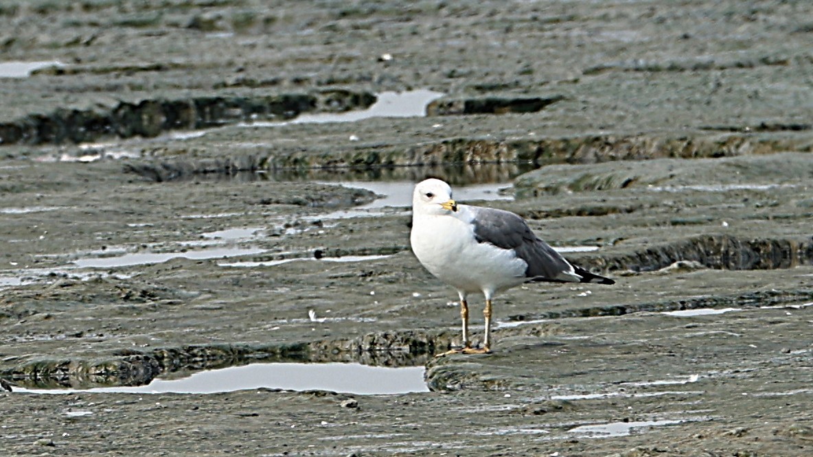 Мартин севанський - ML647506707