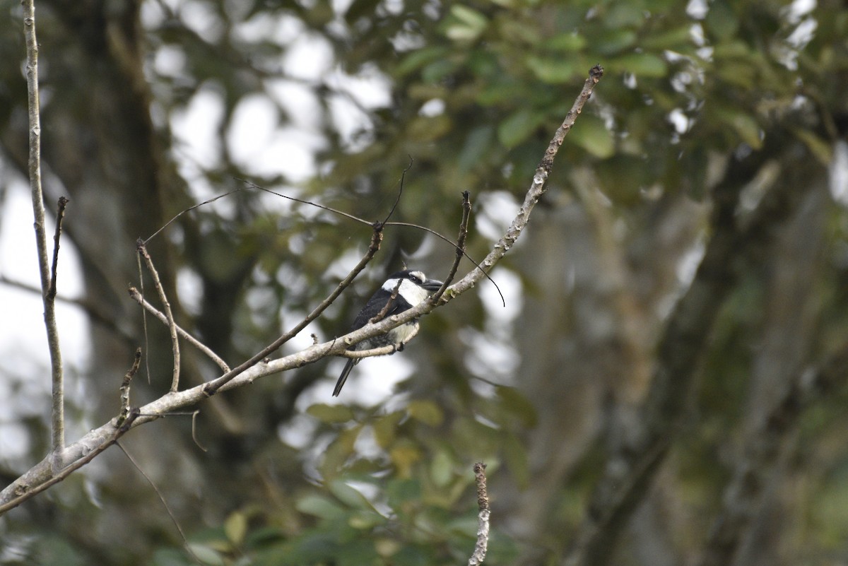 Лінивка-строкатка білошия - ML647506710
