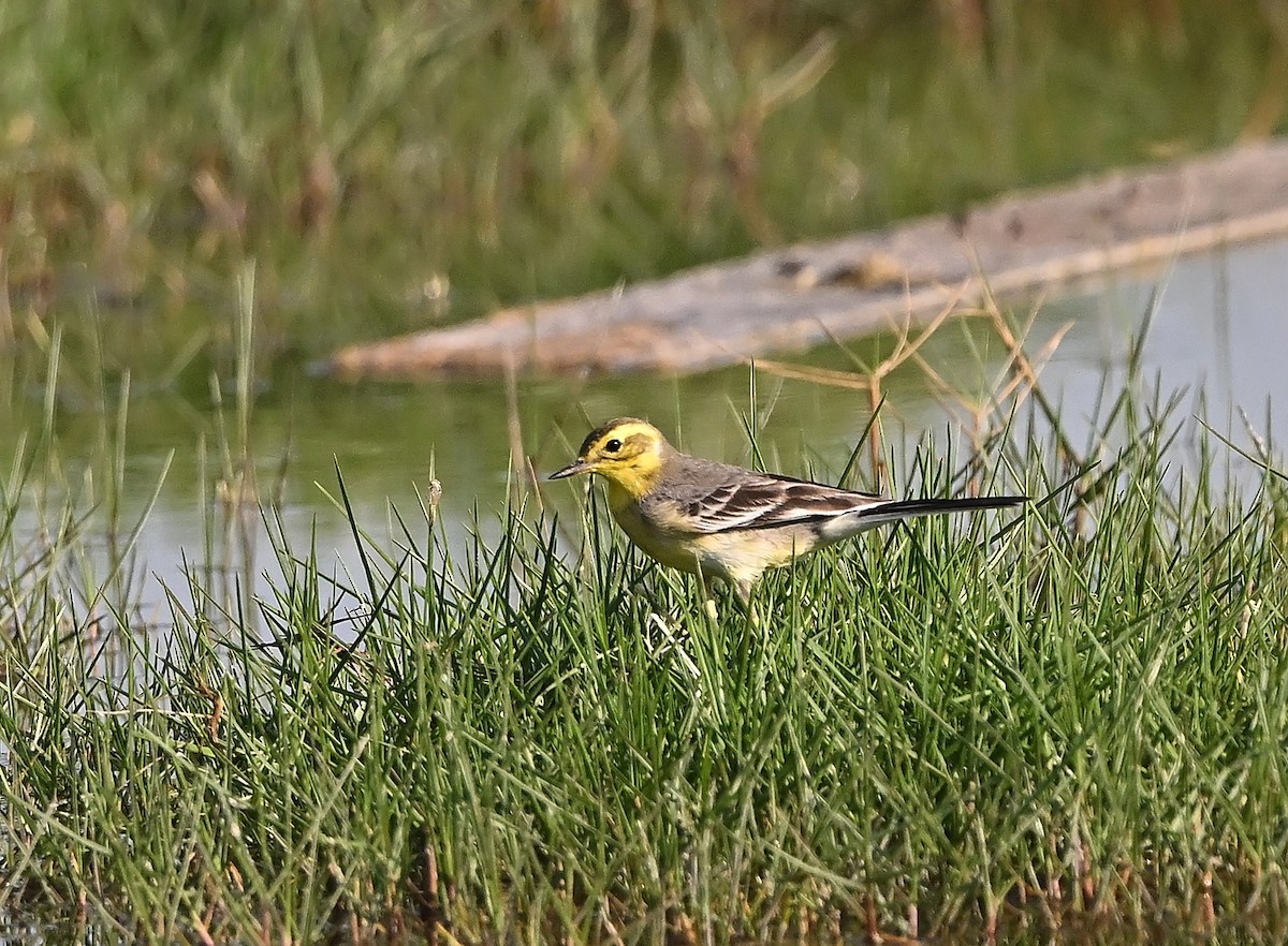 נחליאלי לימוני - ML647506719