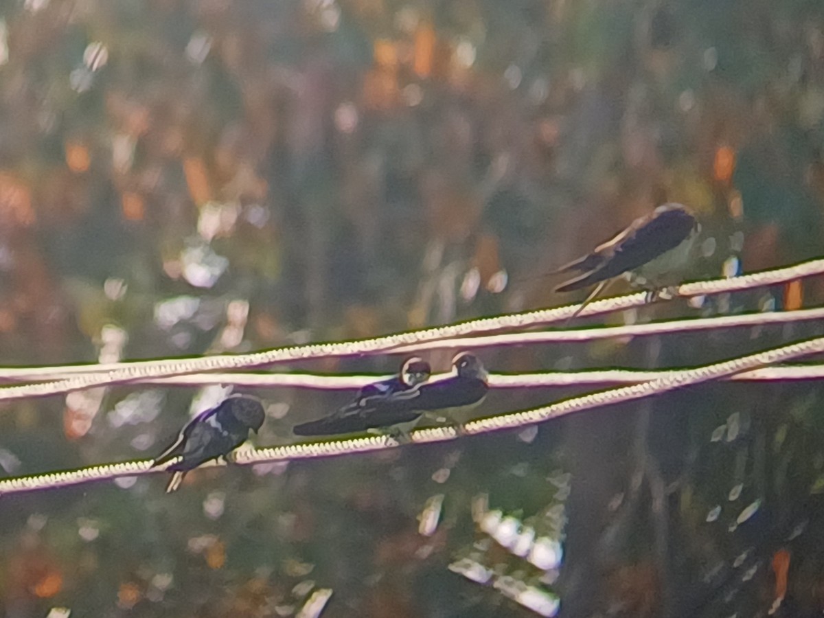 Wire-tailed Swallow - ML647506723