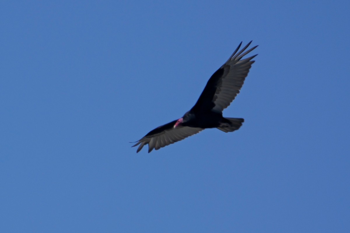 Turkey Vulture - ML647506726
