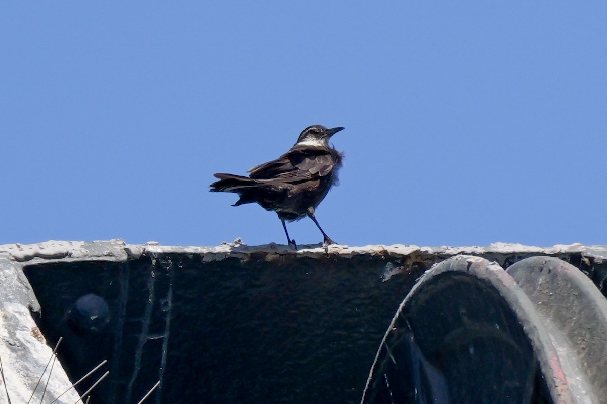 Seaside Cinclodes - ML647506730