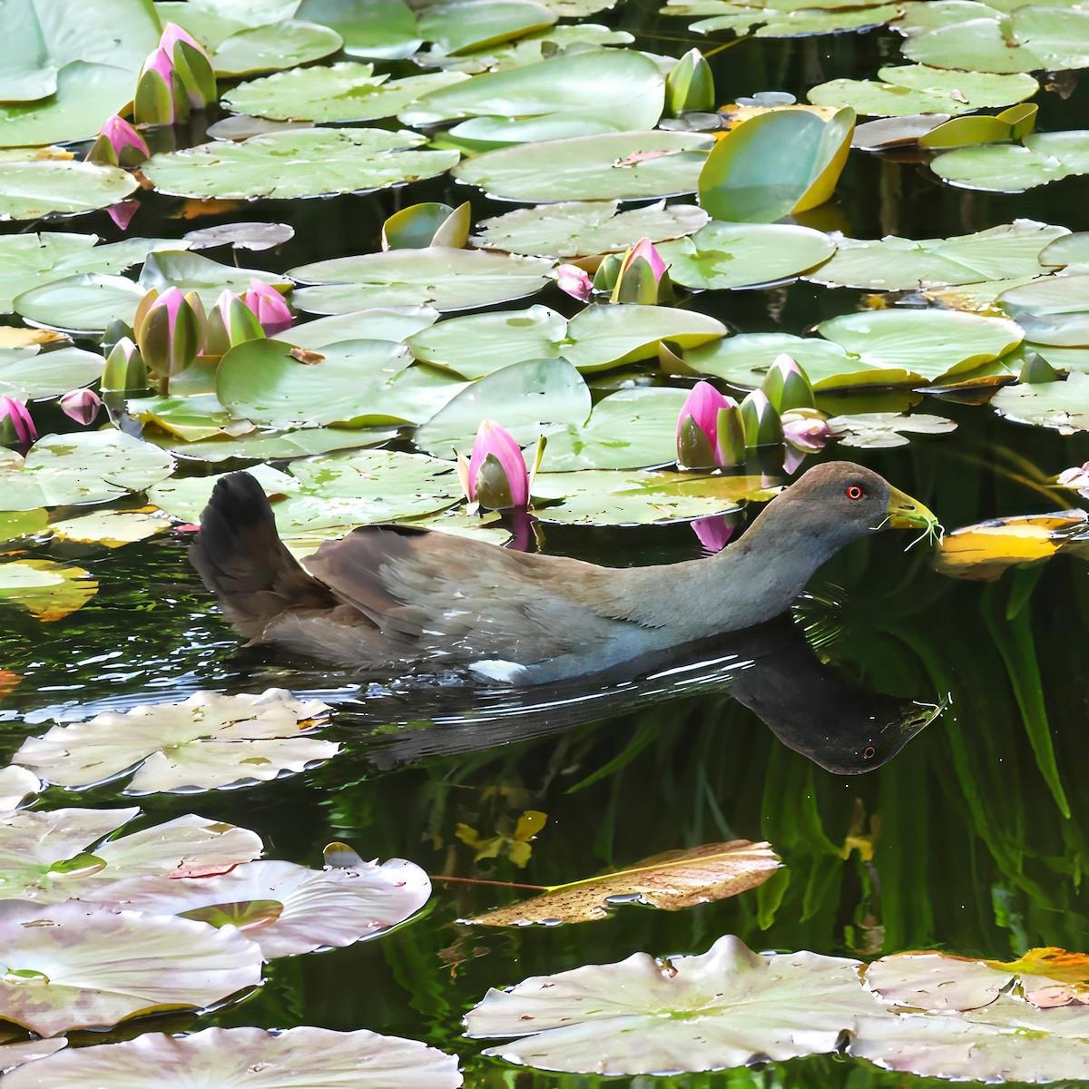 slípka tasmánská - ML647506738