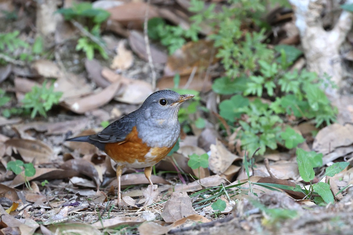 Gray-backed Thrush - ML647506744