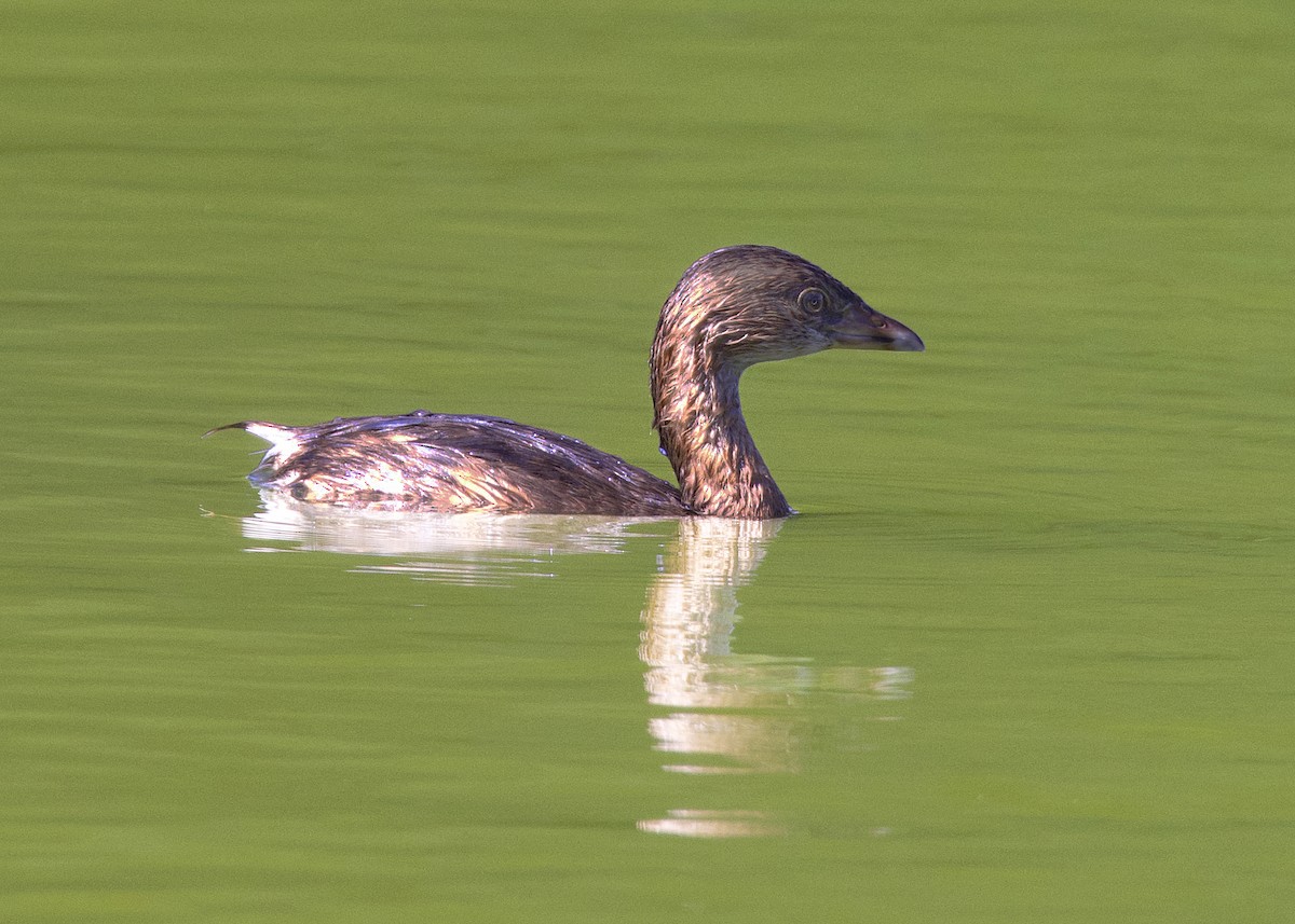 Pied-billed Grebe - ML647506757