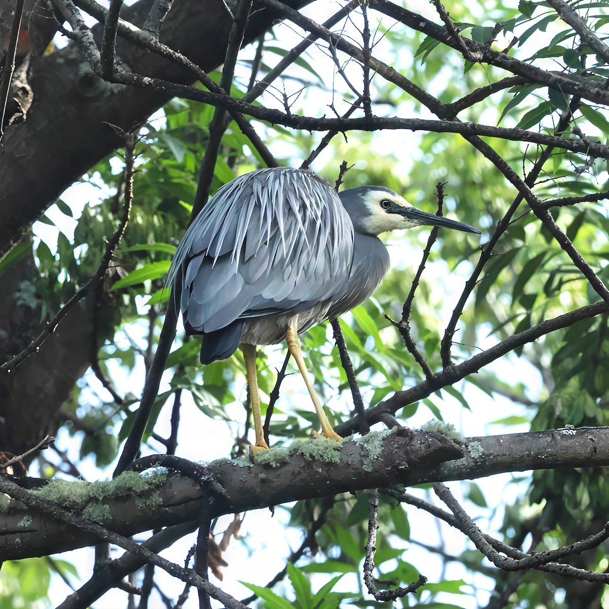 White-faced Heron - ML647506758