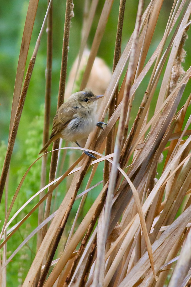 Australian Reed Warbler - ML647506760