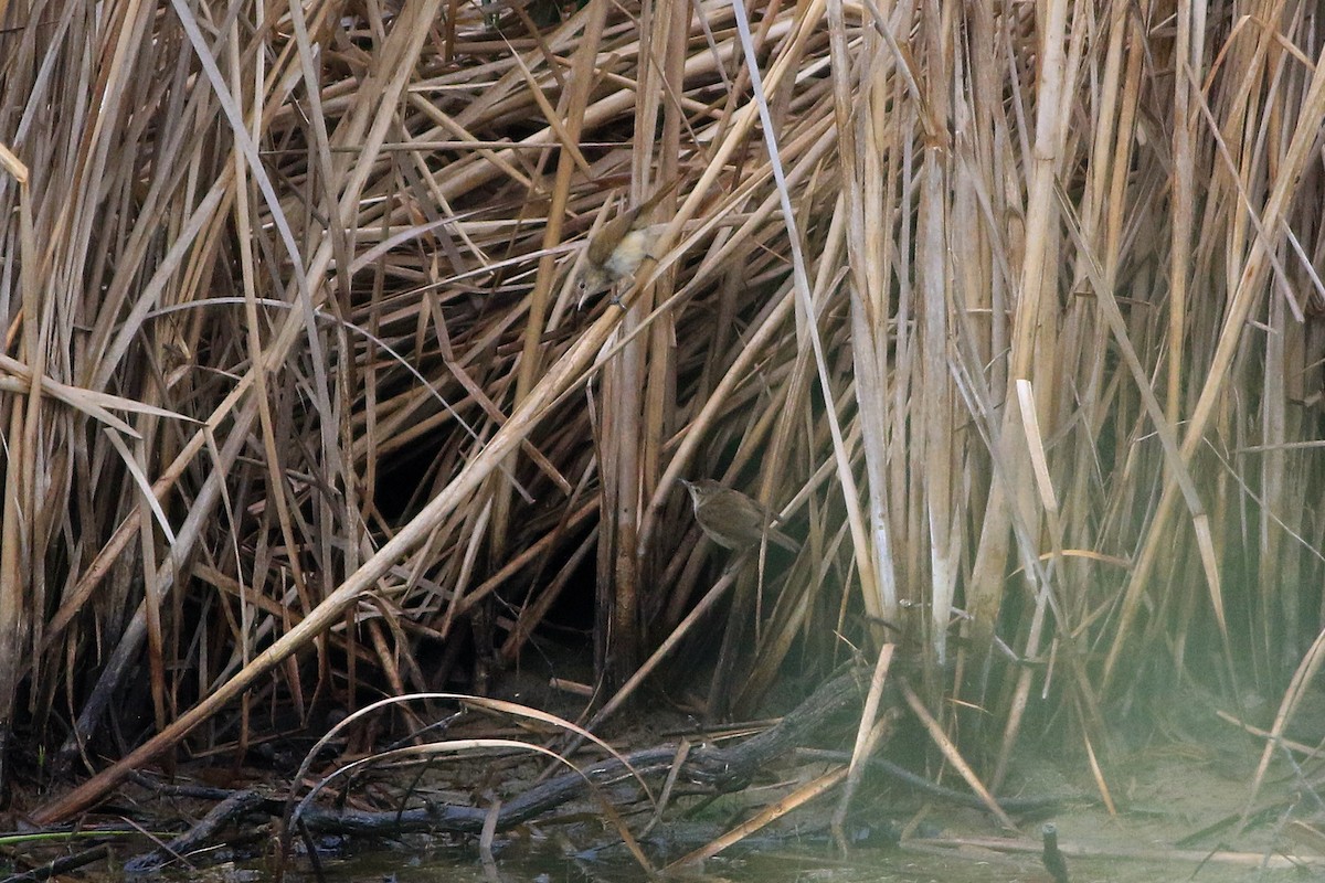 Australian Reed Warbler - ML647506761