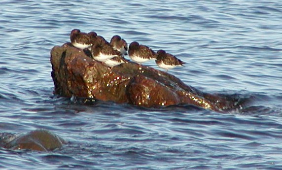 Black Turnstone - ML647506762