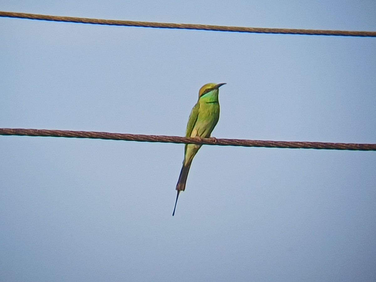 Asian Green Bee-eater - ML647506764