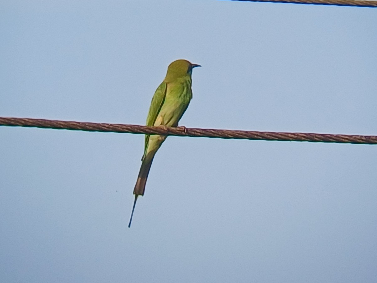 Asian Green Bee-eater - ML647506765